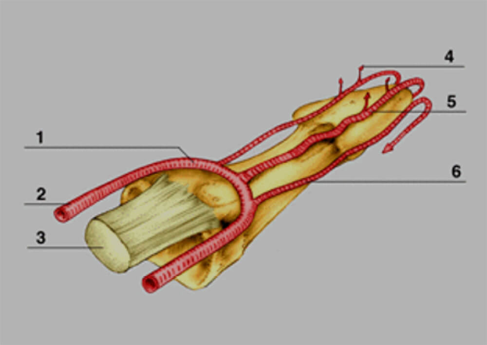 Figura 1