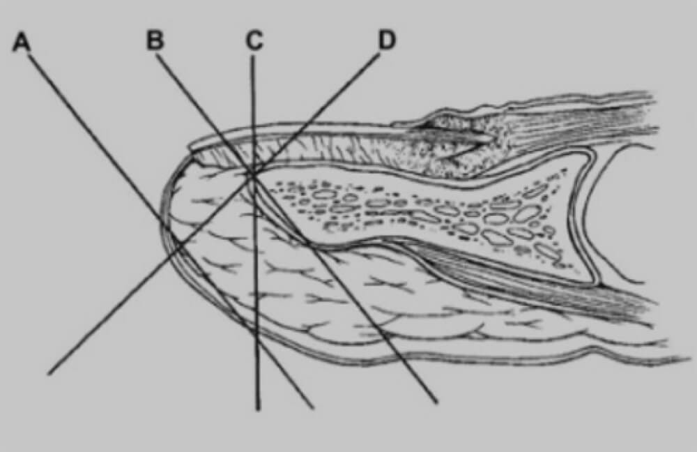 Figura 3